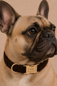 Velvet Collars