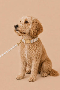 Leashes