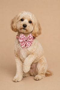 Pet Bows 