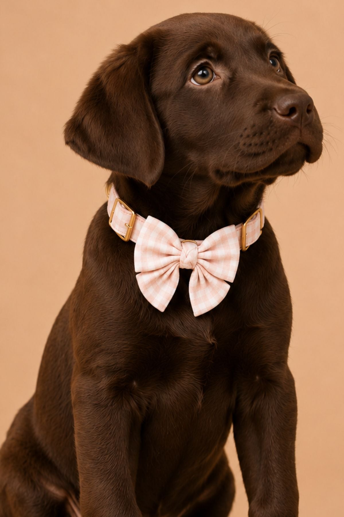 All Pet Bows