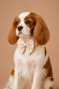 Pet Lady Bows