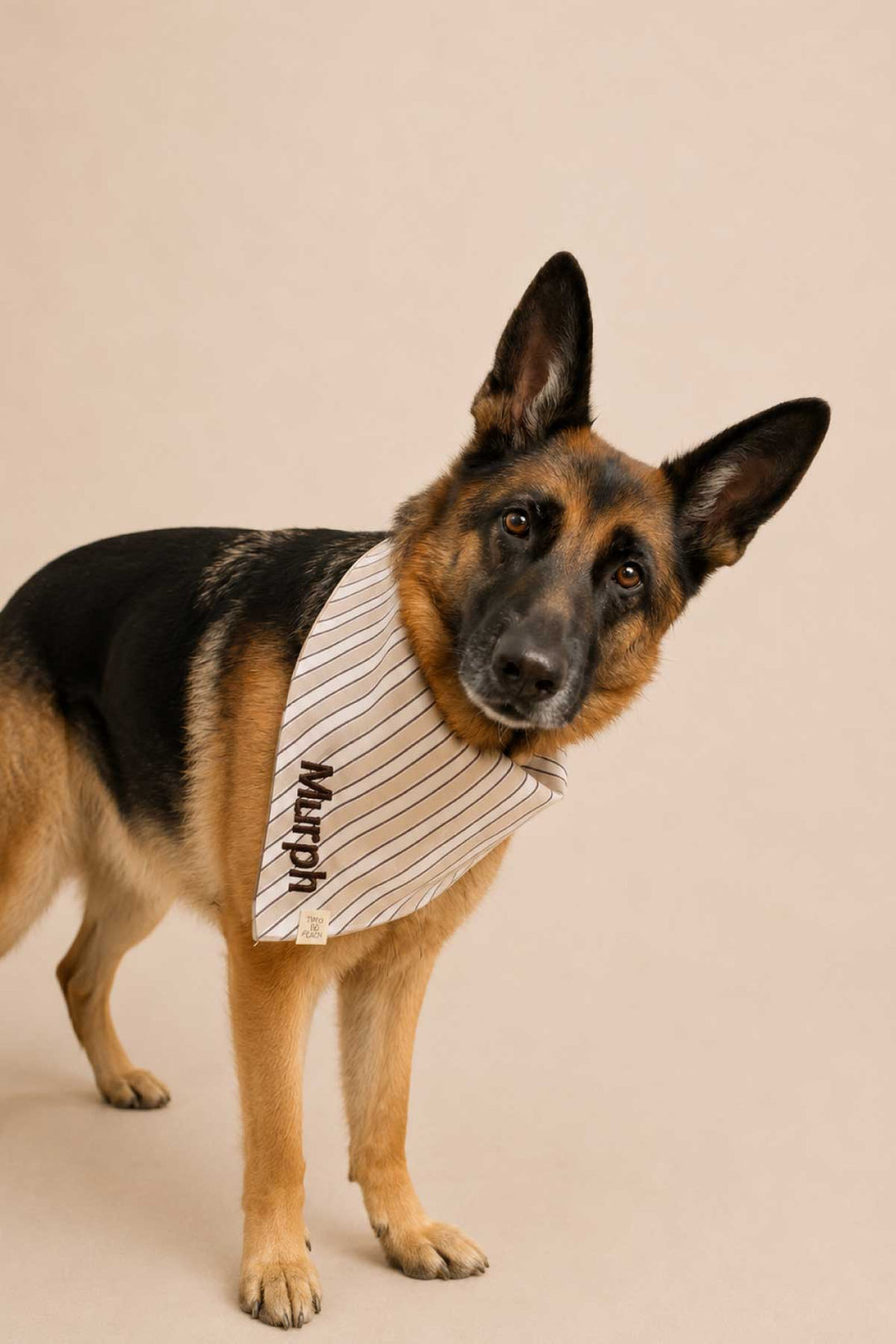 german shepherd with biscuit stripes embroidered bandana