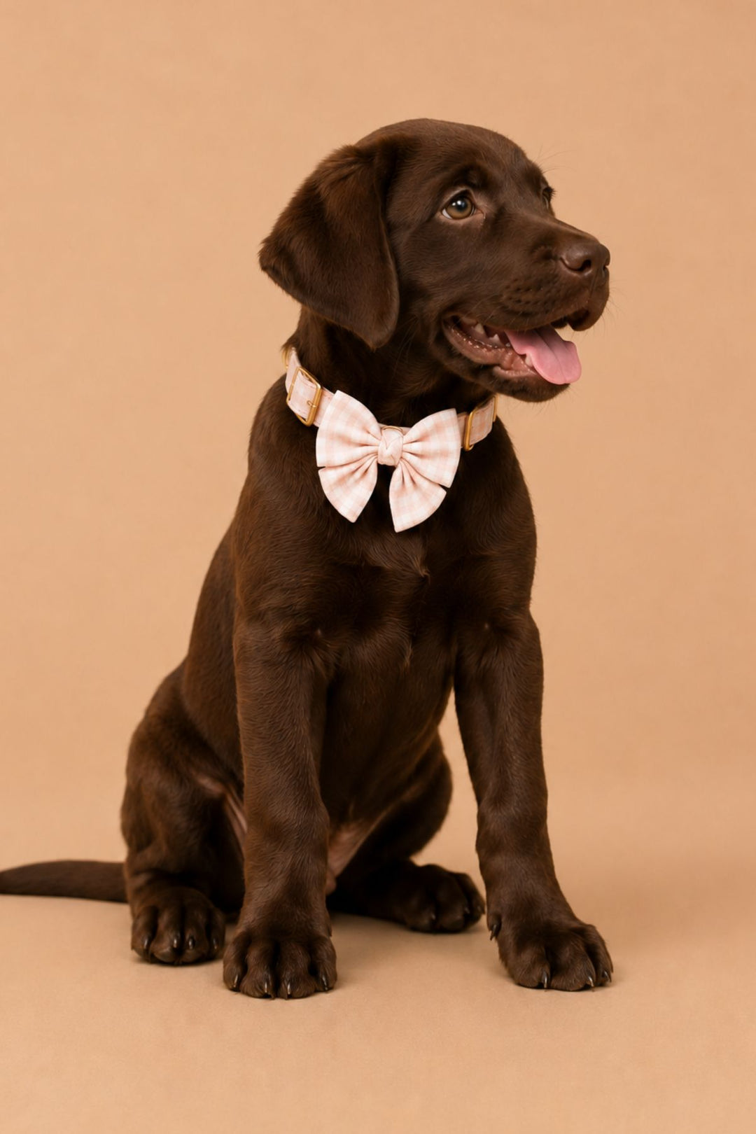 Pet Bow | Blush Gingham