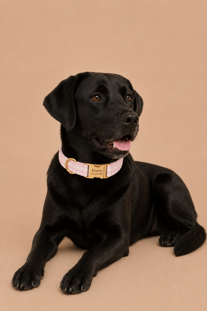A black Labrador retriever lying down and wearing a Lane & Leash light pink collar with a gold-tone metal buckle and a brass plate engraved with 'Oracle Academy'. The dog is photographed against a solid, warm beige studio background.
