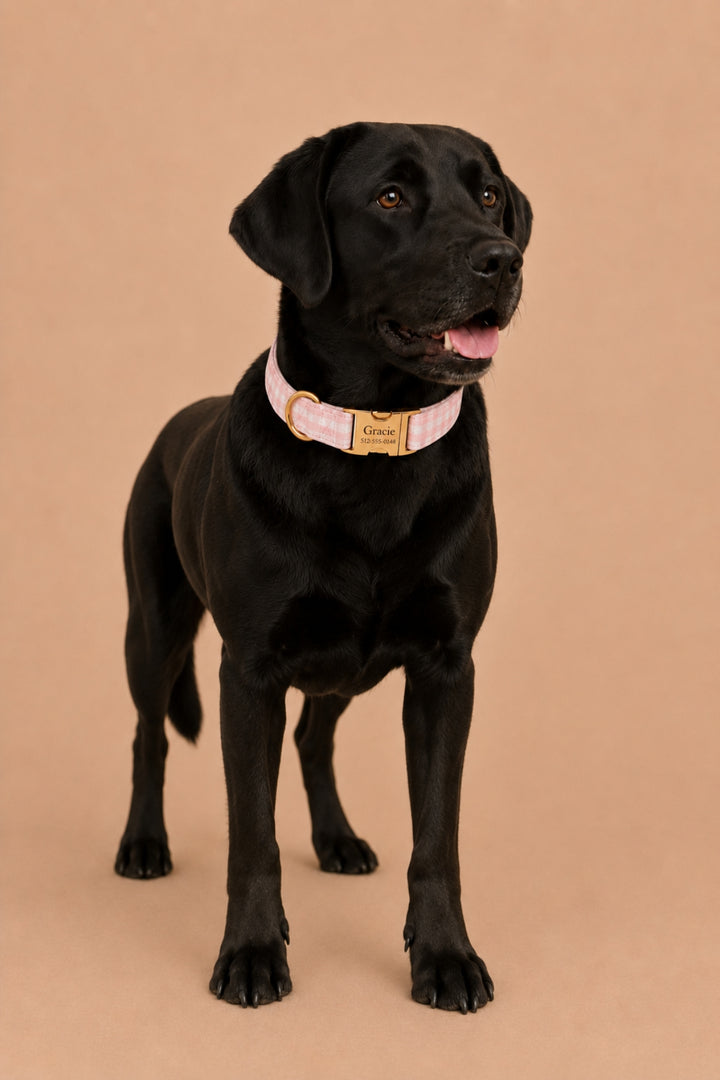 A black Labrador Retriever standing against a solid beige background, wearing a Lane & Leash light pink collar with a gold-tone metal buckle and a gold nameplate.