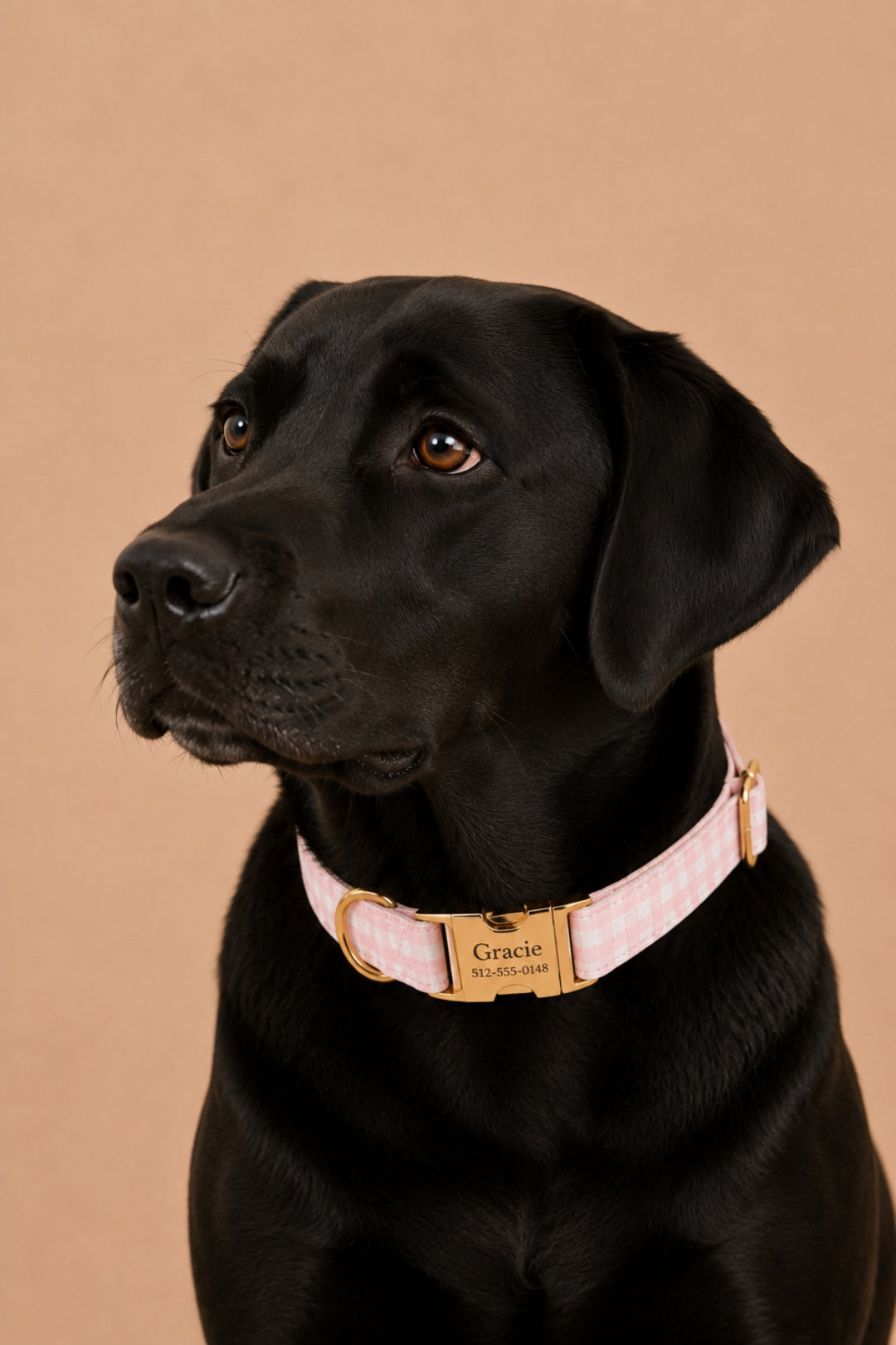 A black Labrador Retriever wearing a Lane & Leash light pink and white gingham check collar with a gold buckle and a custom engraved brass plate that reads 'Gracie 18th March'. The dog is photographed against a solid warm beige background.