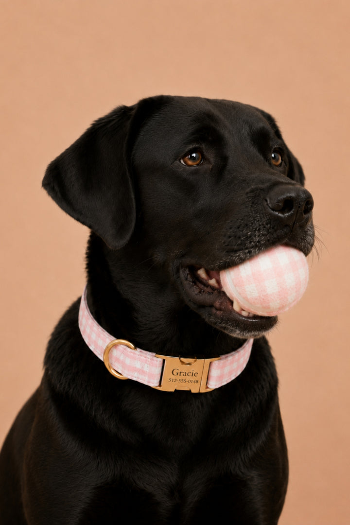 A black Labrador retriever wearing a Lane & Leash pink and white gingham dog collar with a gold-tone buckle and a custom brass nameplate that reads 'Gracie's Sweetheart'. The dog is holding a pink and white gingham ball in its mouth, set against a solid warm peach background.