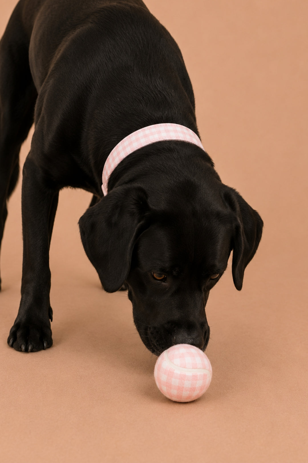 A black dog wearing a Lane & Leash pink and white checkered collar is sniffing a matching pink and white checkered ball on a solid tan background.