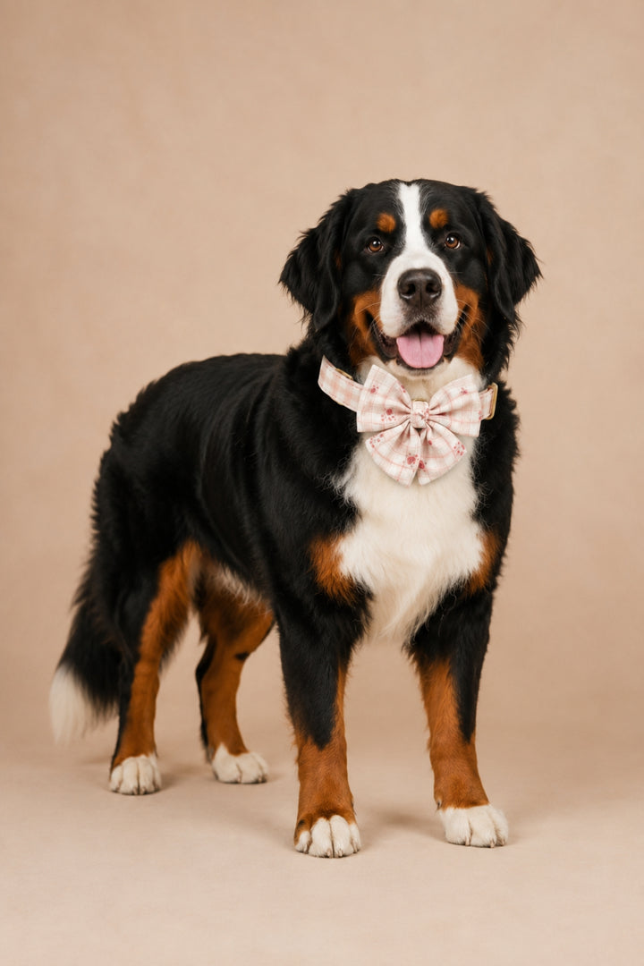 Pet Bow | Primrose Plaid