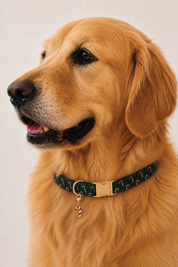 Golden retriever wearing a Lane & Leash green candy cane print collar with a gold buckle and enamel candy cane charm
