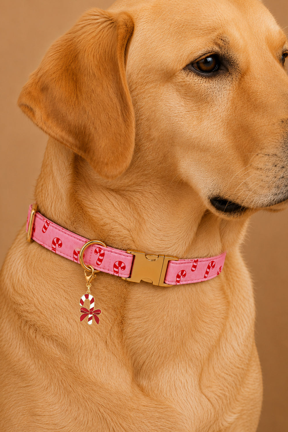 Yellow Labrador wearing a Lane & Leash pink candy cane print collar with gold buckle and enamel candy cane bow charm