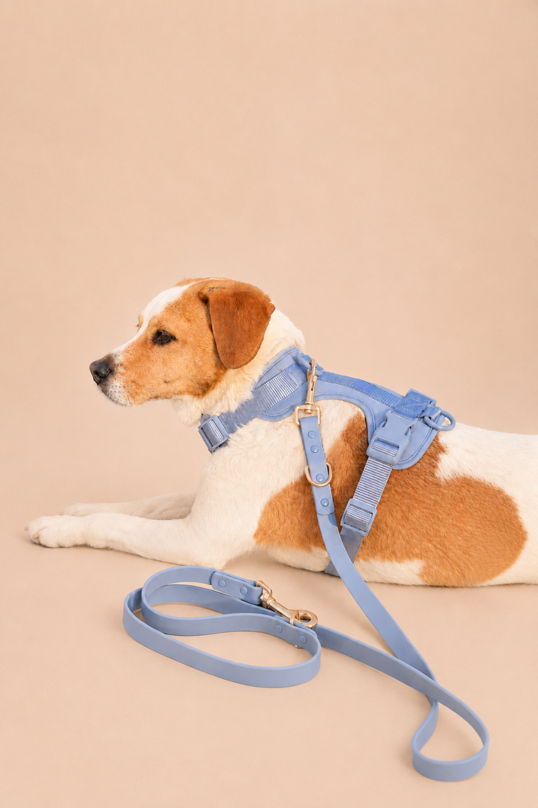 cloud blue harness and matching waterproof leash