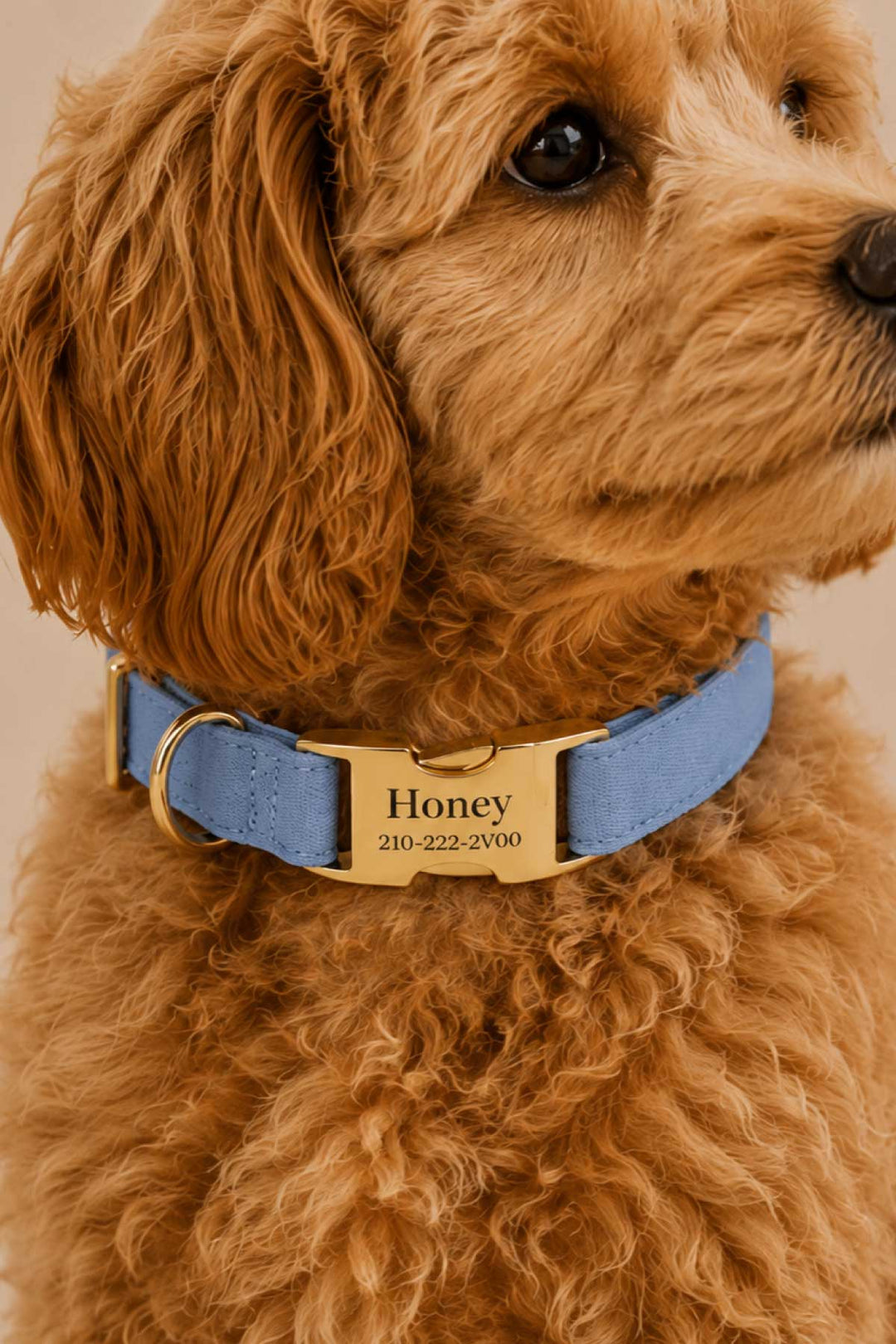 Close-up of golden doodle puppy wearing a personalized denim days light blue denim collar with custom engraved gold buckle