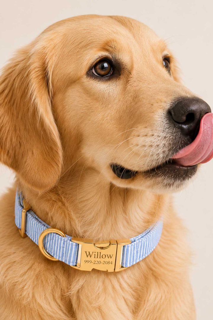 Close-up portrait of golden retriever licking its nose, wearing Morning Mist light blue pinstripe collar with gold personalized ID plate engraved Willow
