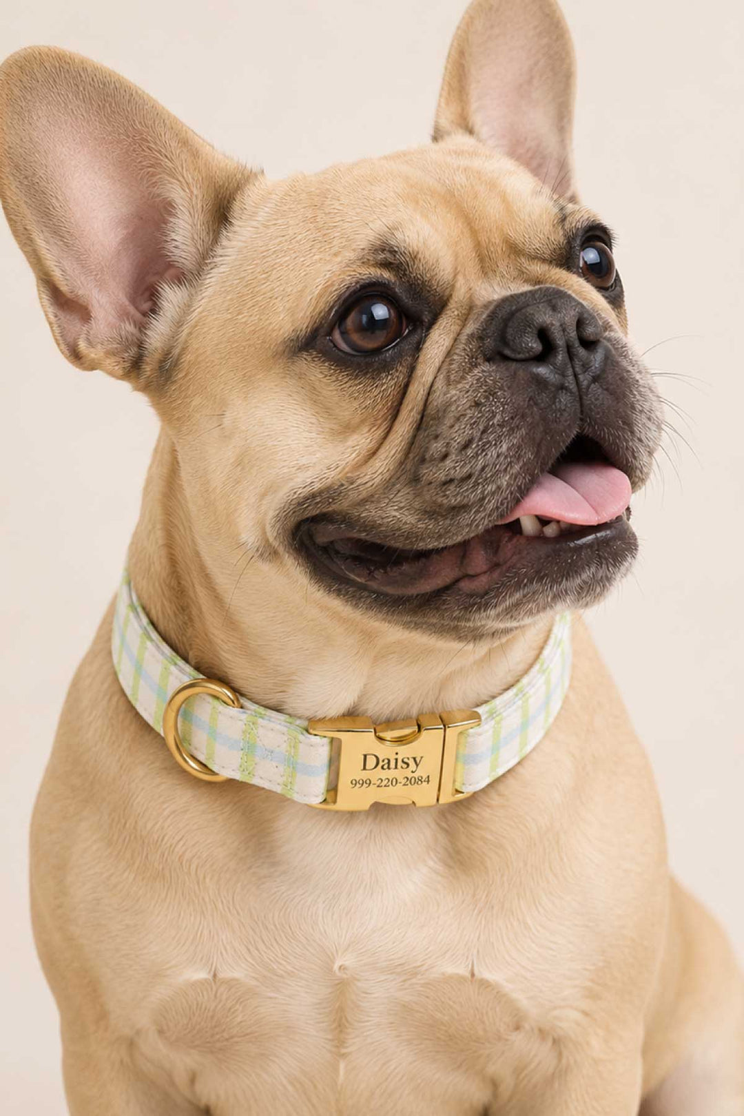 Tan French Bulldog seated and facing forward, wearing a picnic plaid dog collar with gold ID tag