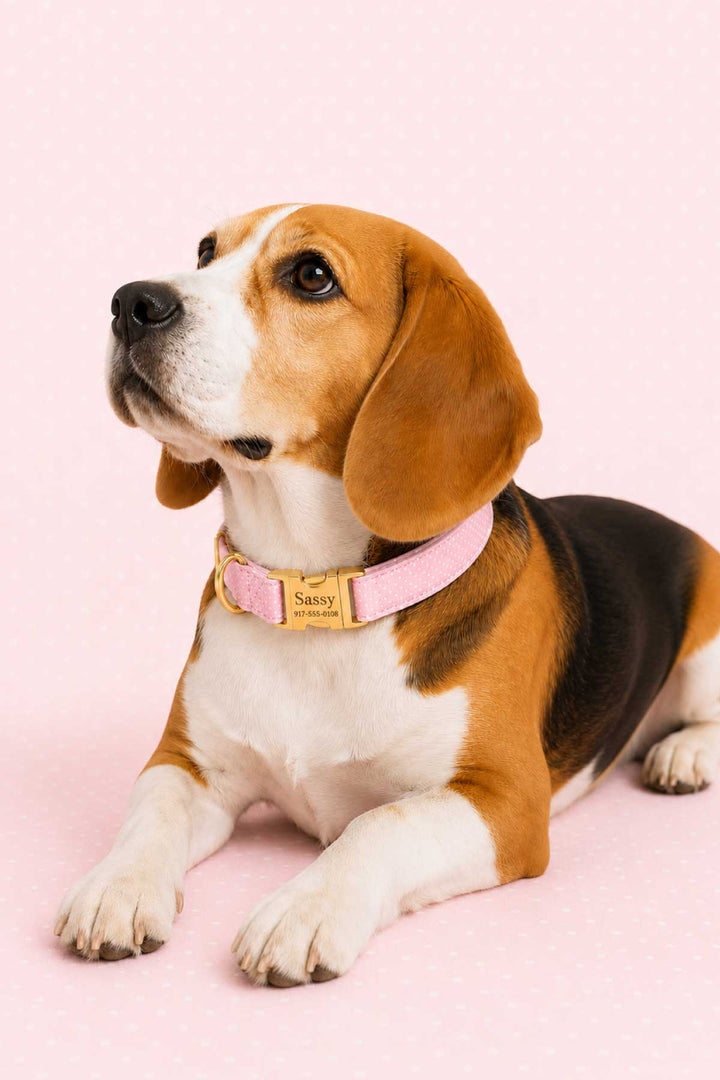 Beagle dog lying down and looking up on a pink background, wearing the Sweet Pea Spots pink polka dot collar with gold personalized ID tag reading Sassy