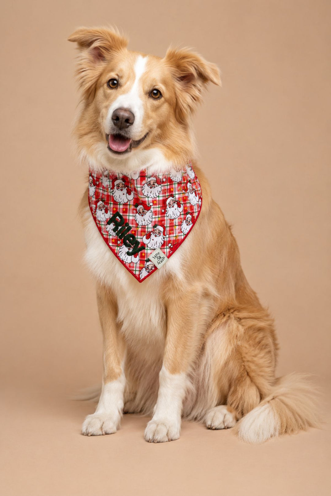 Yellow Border Collie wearing a Lane & Leash Cozy Claus personalized dog bandana in red plaid with Santa Claus print, embroidered with the name 'Riley' in green, against a tan backdrop