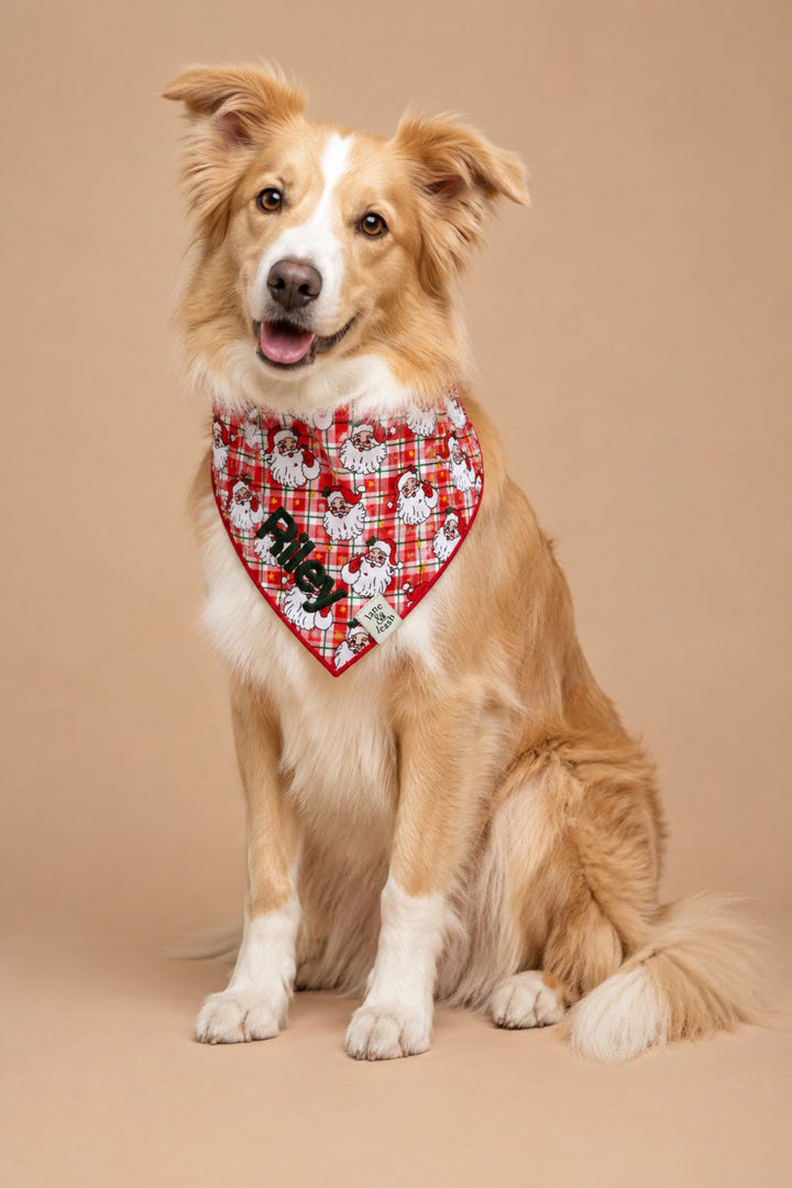 Yellow Border Collie wearing a Lane & Leash Cozy Claus personalized dog bandana in red plaid with Santa Claus print, embroidered with the name 'Riley' in green, against a tan backdrop