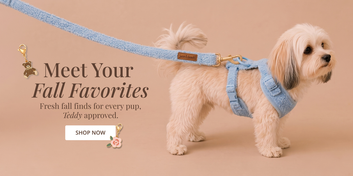 Lane & Leash Hero Carousel readying Meet Your Fall Favorites. Fresh fall finds for every pup, Teddy approved. SHOP NOW 