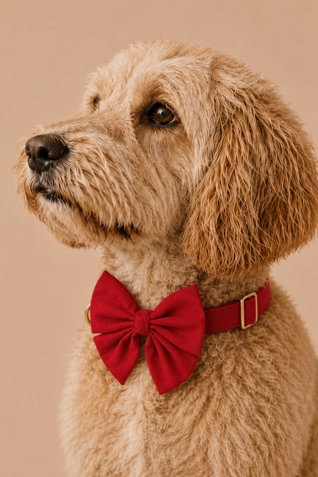 Close up of Curly-haired golden doodle sitting, wearing a Lane & Leash Fire Hydrant dog collar and bow tie in solid red, against a tan backdrop