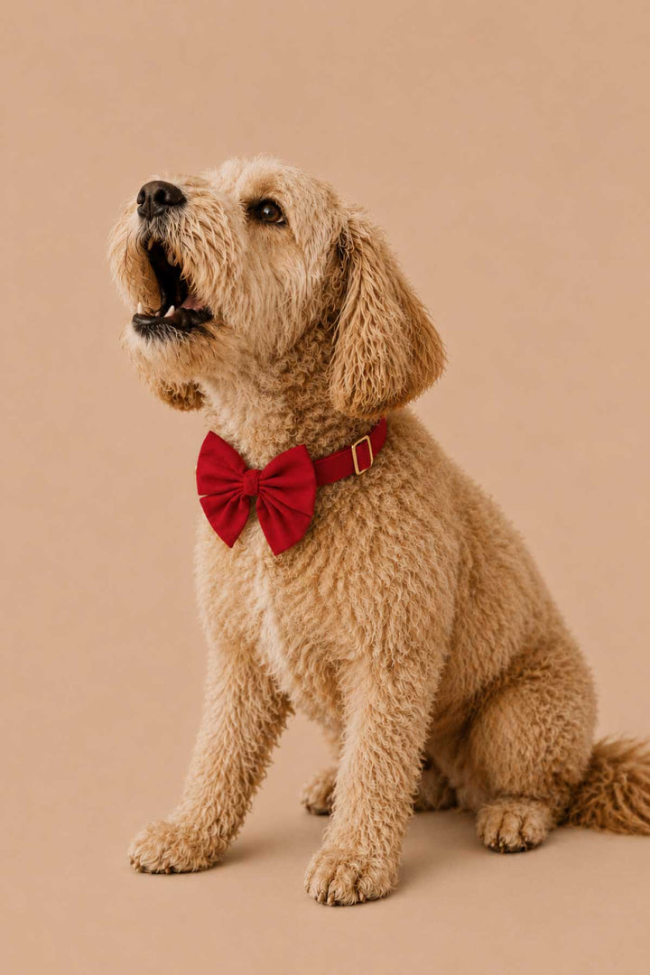 Curly-haired golden doodle sitting with head tilted up and mouth open, wearing a Lane & Leash Fire Hydrant dog collar and bow tie in solid red, against a tan backdrop