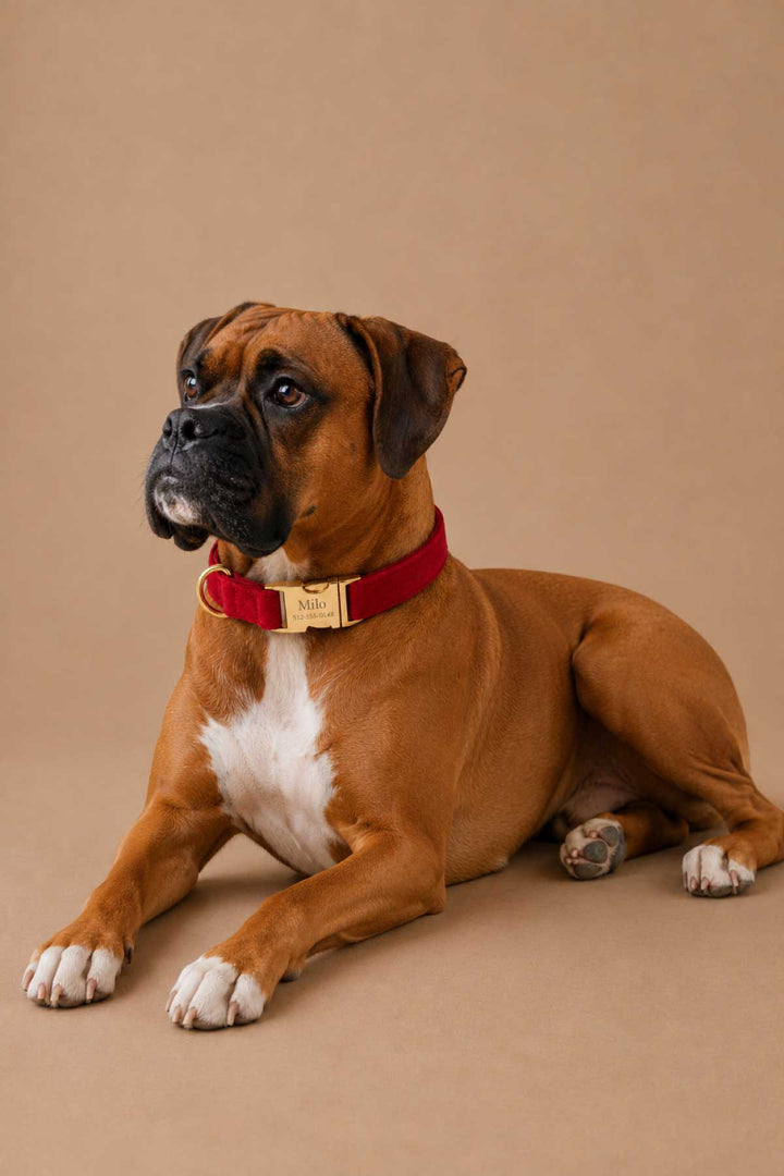 Boxer dog lying down and looking to the side, wearing a Lane & Leash Fire Hydrant dog collar in solid red with engraved gold buckle reading 'Milo,' against a tan backdrop
