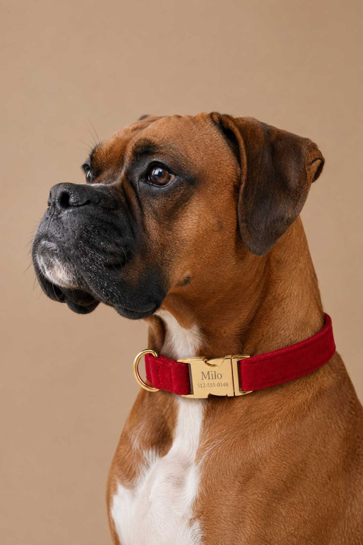 Close up of Boxer dog, wearing a Lane & Leash Fire Hydrant dog collar in solid red with engraved gold buckle reading 'Milo,' against a tan backdrop
