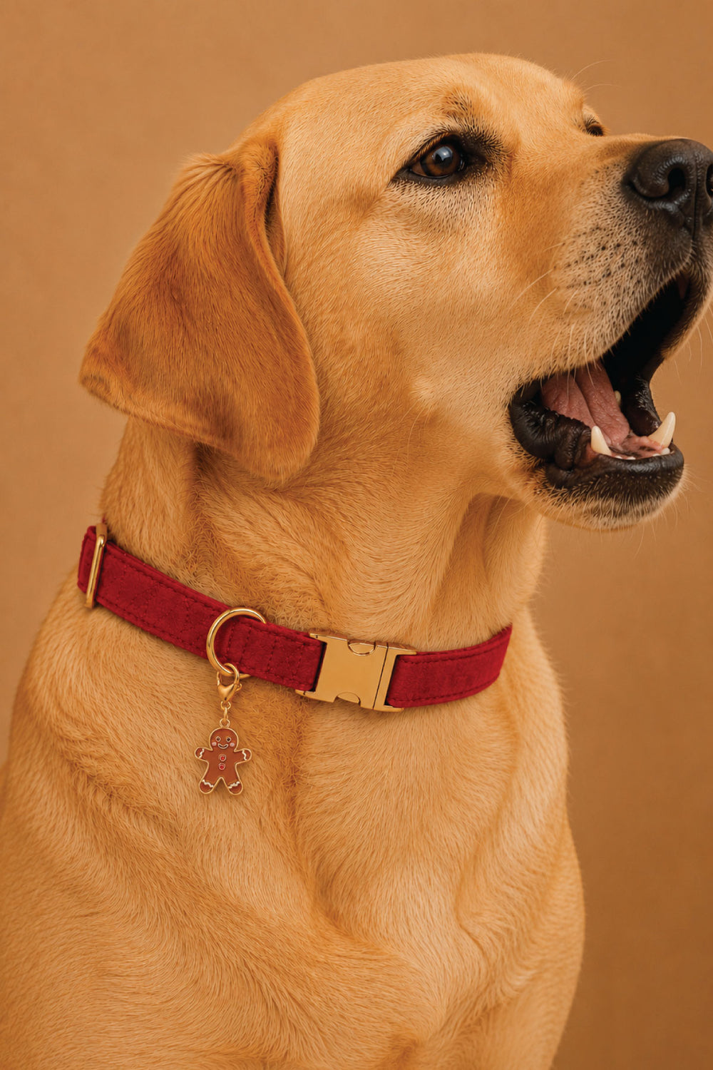 Yellow Labrador wearing a Lane & Leash red suede collar with gold buckle and enamel gingerbread man charm