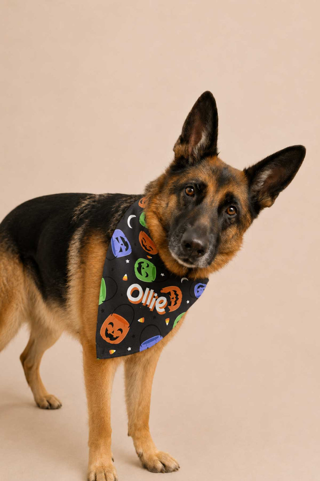 Personalized Halloween pet bandana in black with purple, green, and orange jack-o-lantern and candy corn print, custom embroidered with the name Ollie
