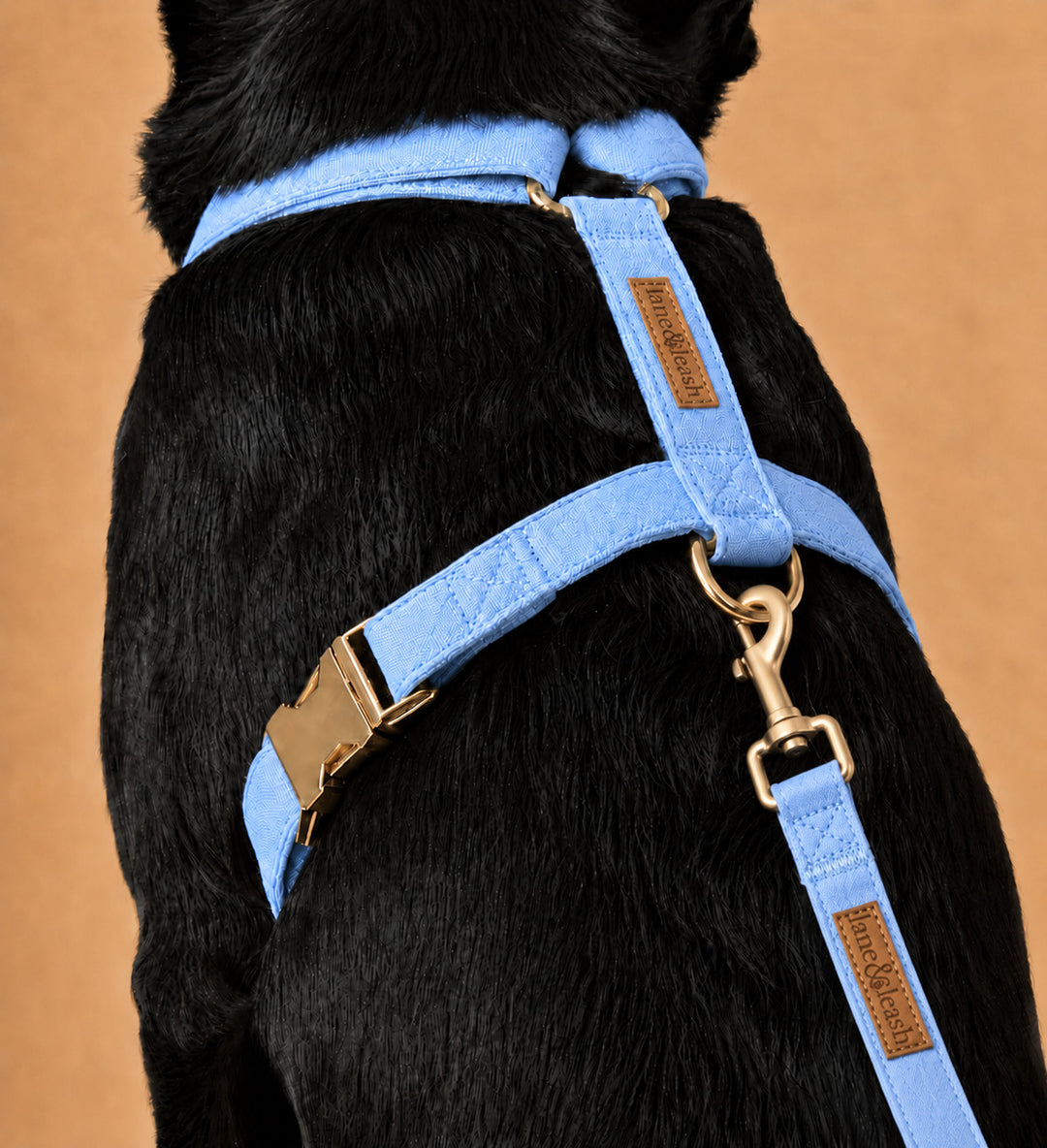 Back view close-up of black dog wearing a denim days light blue strap harness with Caden Lane label and gold hardware