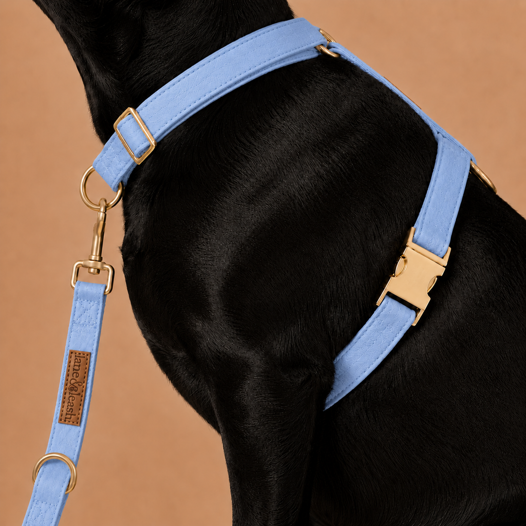 Side view close-up of black dog wearing a denim days light blue strap harness with leash attached and gold hardware visible