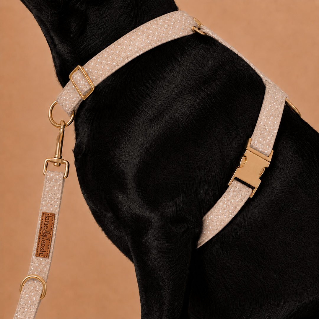 Side view of a black dog wearing the latte brown polka dot strap harness with a matching leash and gold hardware