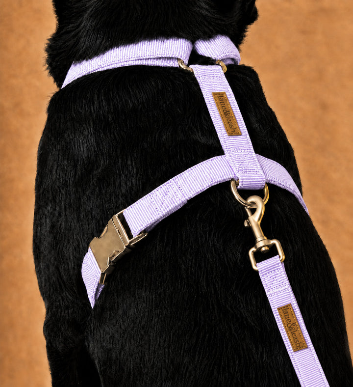 Back view of the lavender strap dog harness worn on a black dog, showing the H-strap design and gold leash attachment ring