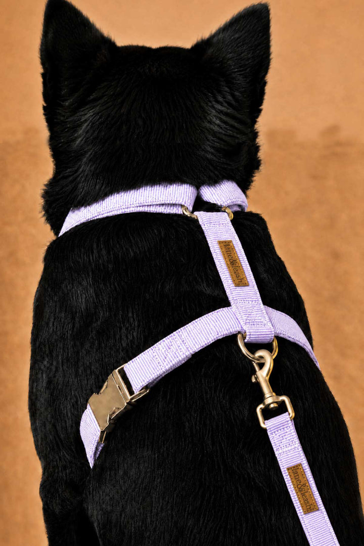 Back view of the lavender strap dog harness worn on a black dog, showing the H-strap design and gold leash attachment ring