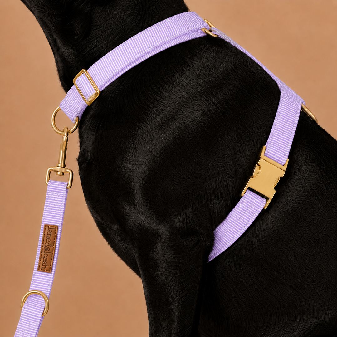 Side view of the lavender strap dog harness worn on a black dog, showing the chest strap and gold buckle with a lavender leash attached