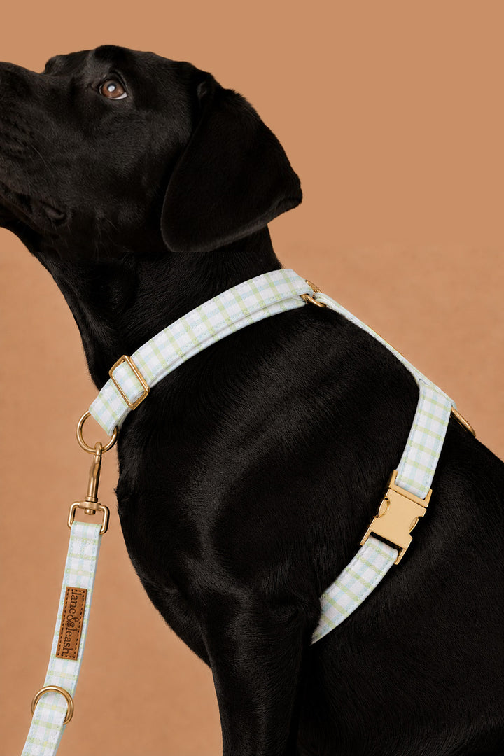 Side view of a black dog wearing a picnic plaid strap harness with gold hardware and leash attached, against a warm orange background