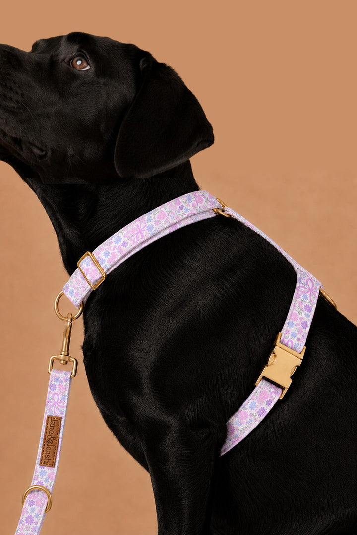 Side view of a dark dog wearing the Ribbon Garden strap harness with leash attached, showing the chest and belly straps with gold buckle hardware, on a warm tan studio background