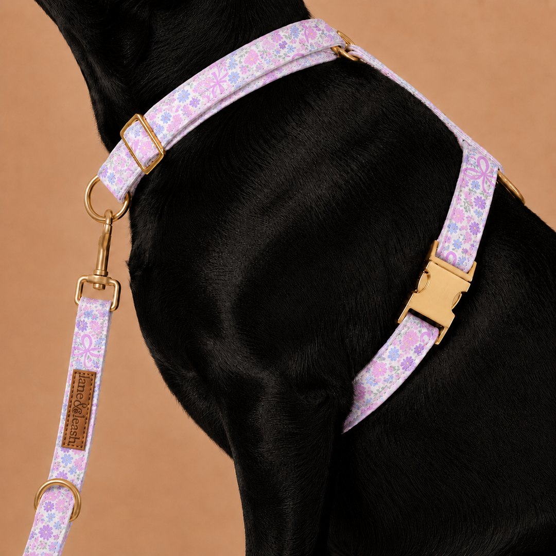 Side view of a dark dog wearing the Ribbon Garden strap harness with leash attached, showing the chest and belly straps with gold buckle hardware, on a warm tan studio background