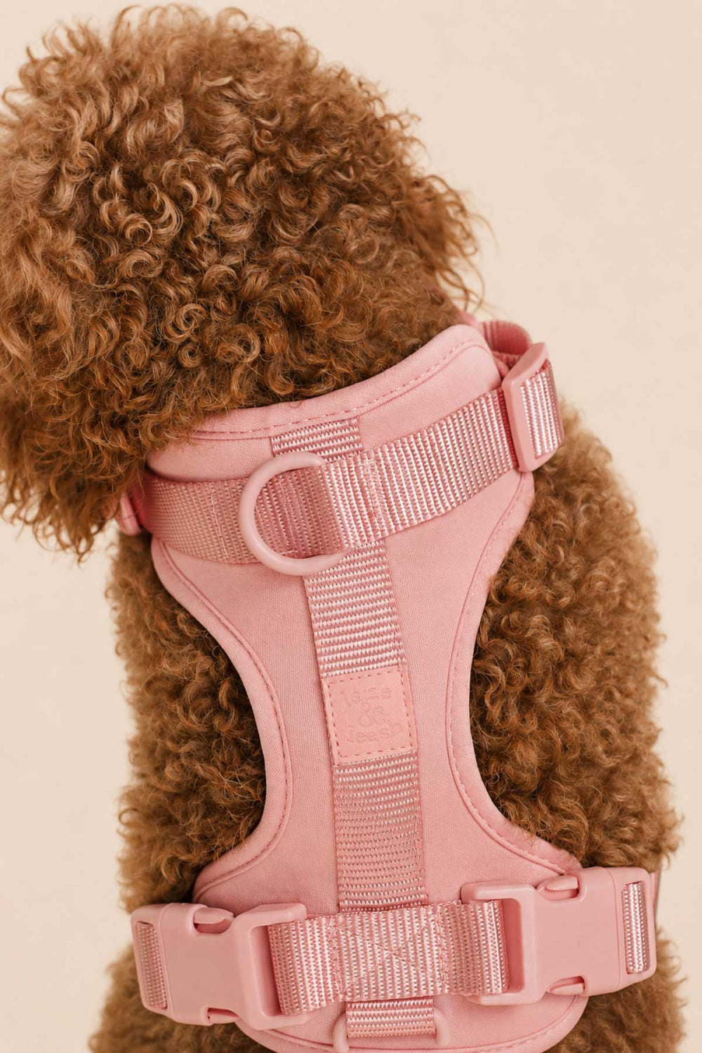 Back view of golden doodle dog wearing a rosé pink padded dog harness showing adjustable straps and D-ring attachment
