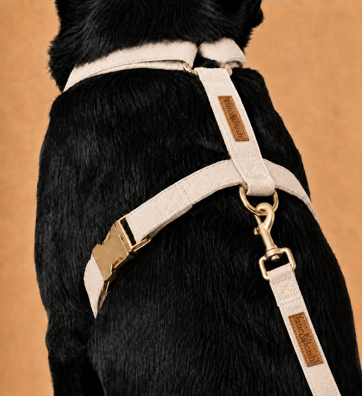 Back view close-up of black dog wearing a sand dune beige strap harness with Caden Lane label and gold hardware