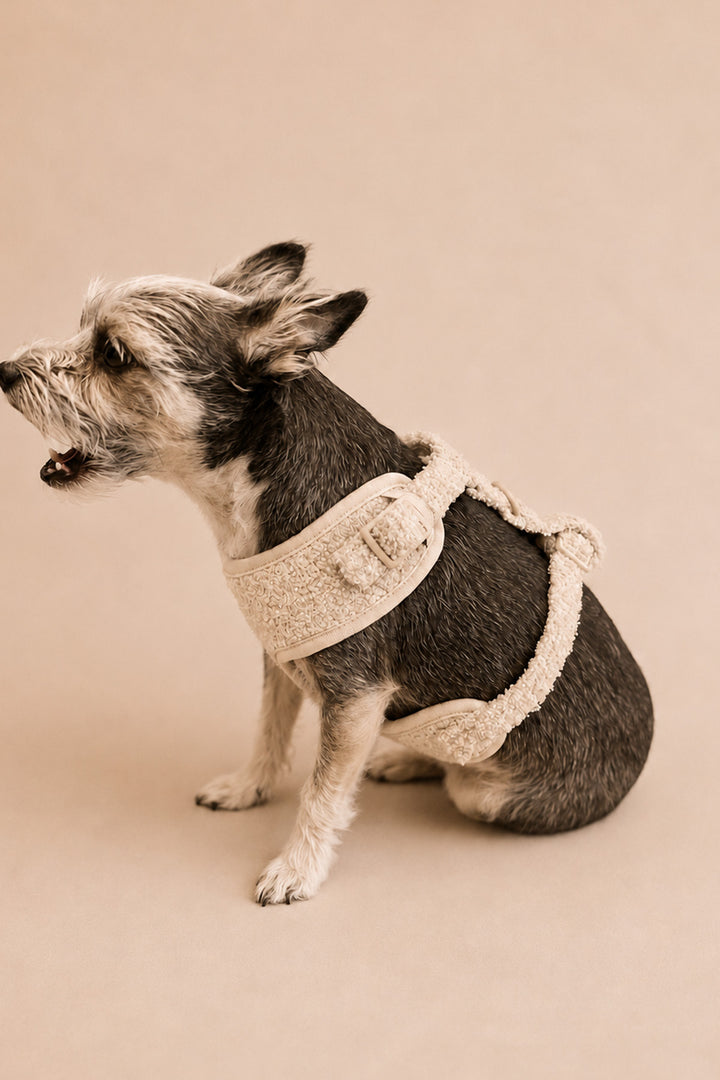A small black and white dog wearing a Lane & Leash cream-colored knit harness, sitting against a solid beige background.