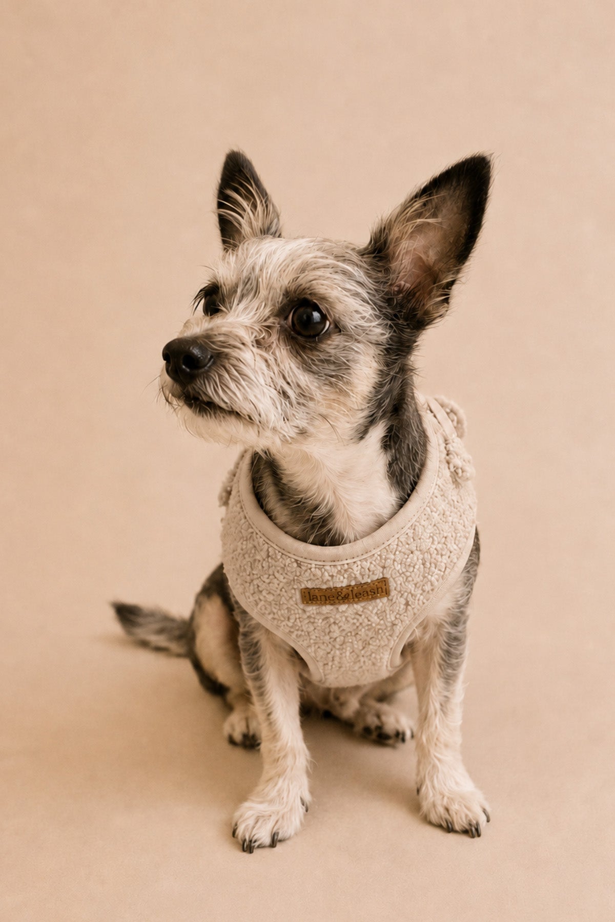 Teddy Harness | Oat