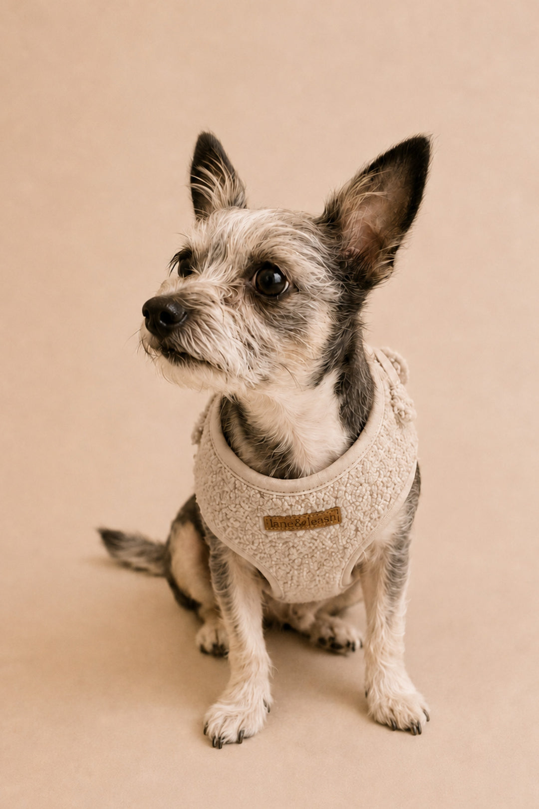 A small gray and white dog wearing a Lane & Leash cream-colored knit pet sweater, sitting against a solid beige studio background.