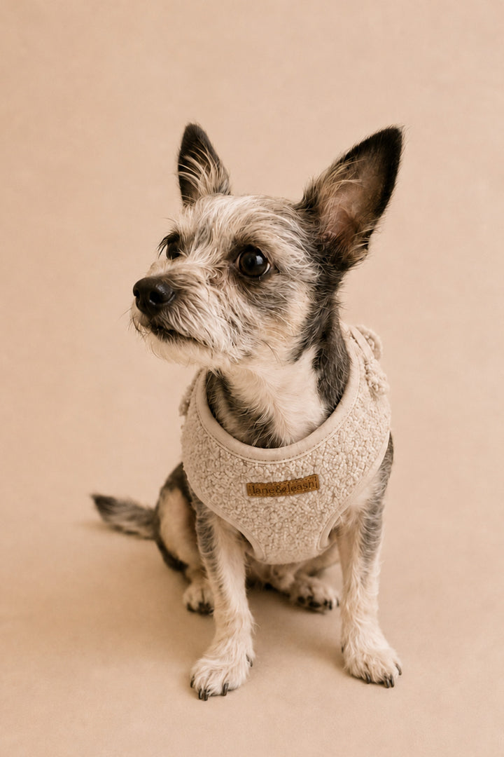 A small gray and white dog wearing a Lane & Leash cream-colored knit pet sweater, sitting against a solid beige studio background.
