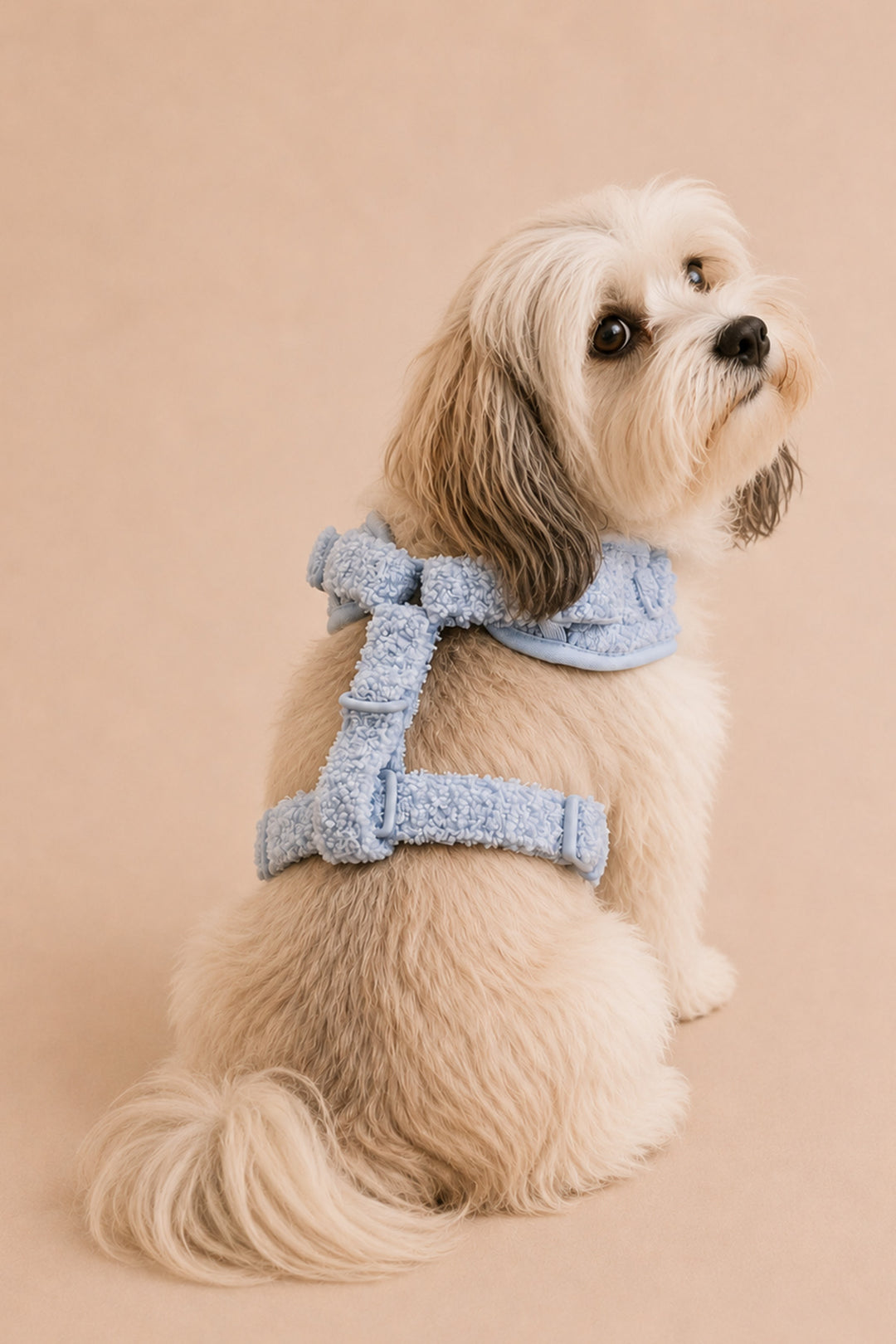 A small fluffy dog wearing a Lane & Leash light blue textured harness and matching bandana, sitting against a solid warm beige studio background.