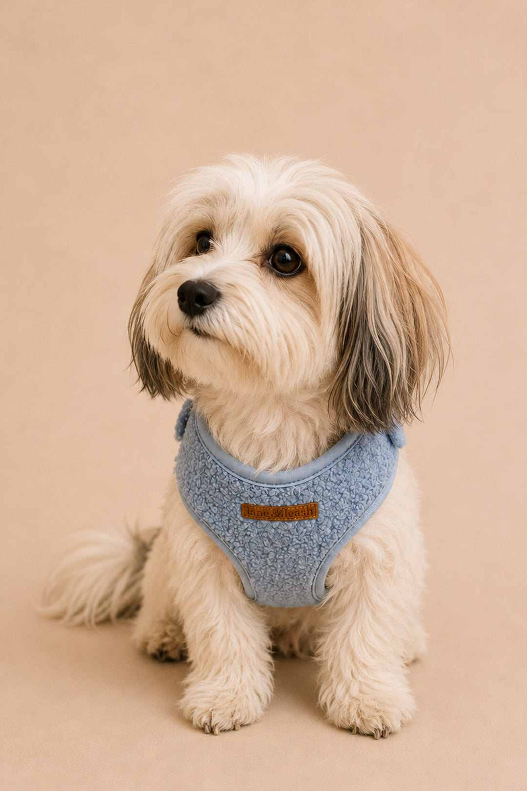 A small fluffy dog with cream and gray fur sits on a warm beige background, wearing a Lane & Leash light blue textured harness with a small brown patch.