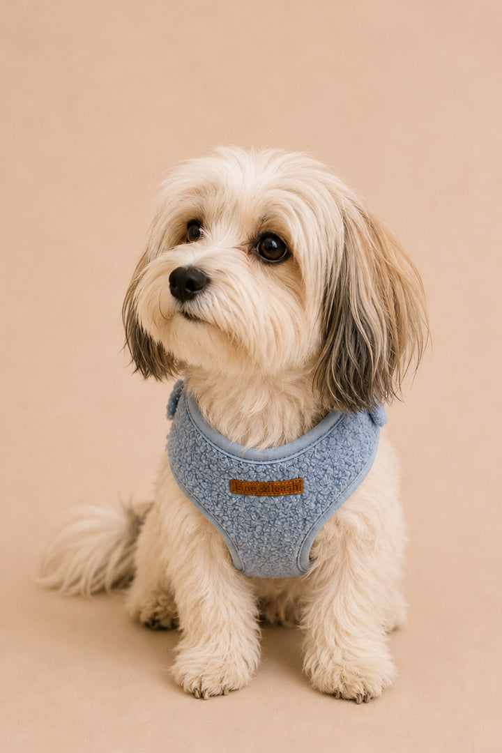 A small fluffy dog with cream and gray fur sits on a warm beige background, wearing a Lane & Leash light blue textured harness with a small brown patch.