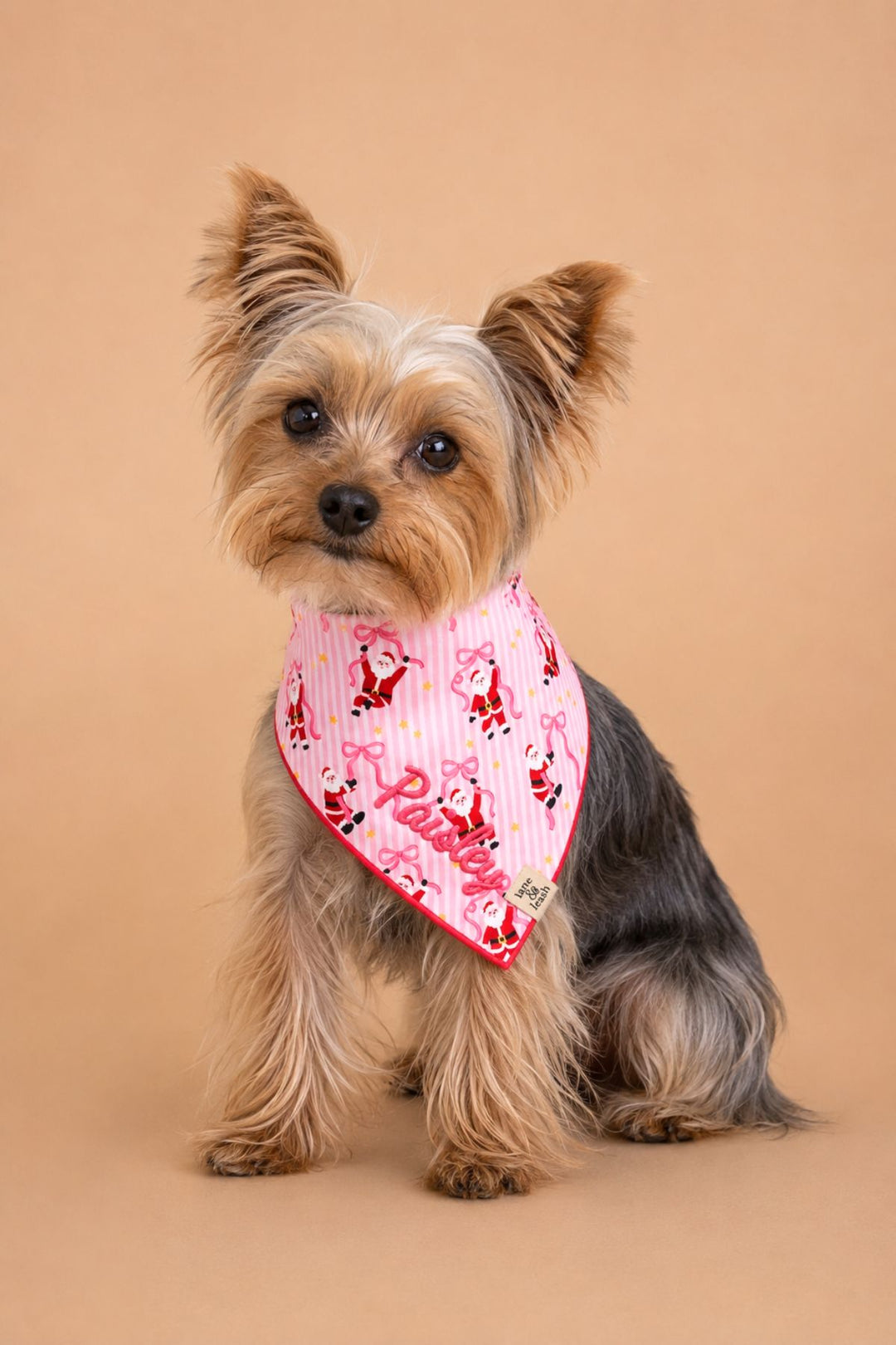 Yorkie sitting while wearing a Lane & Leash Jolly Ribbons personalized dog bandana in pink stripe with dancing Santa print, embroidered with the name 'Paisley' in pink, against a tan backdrop