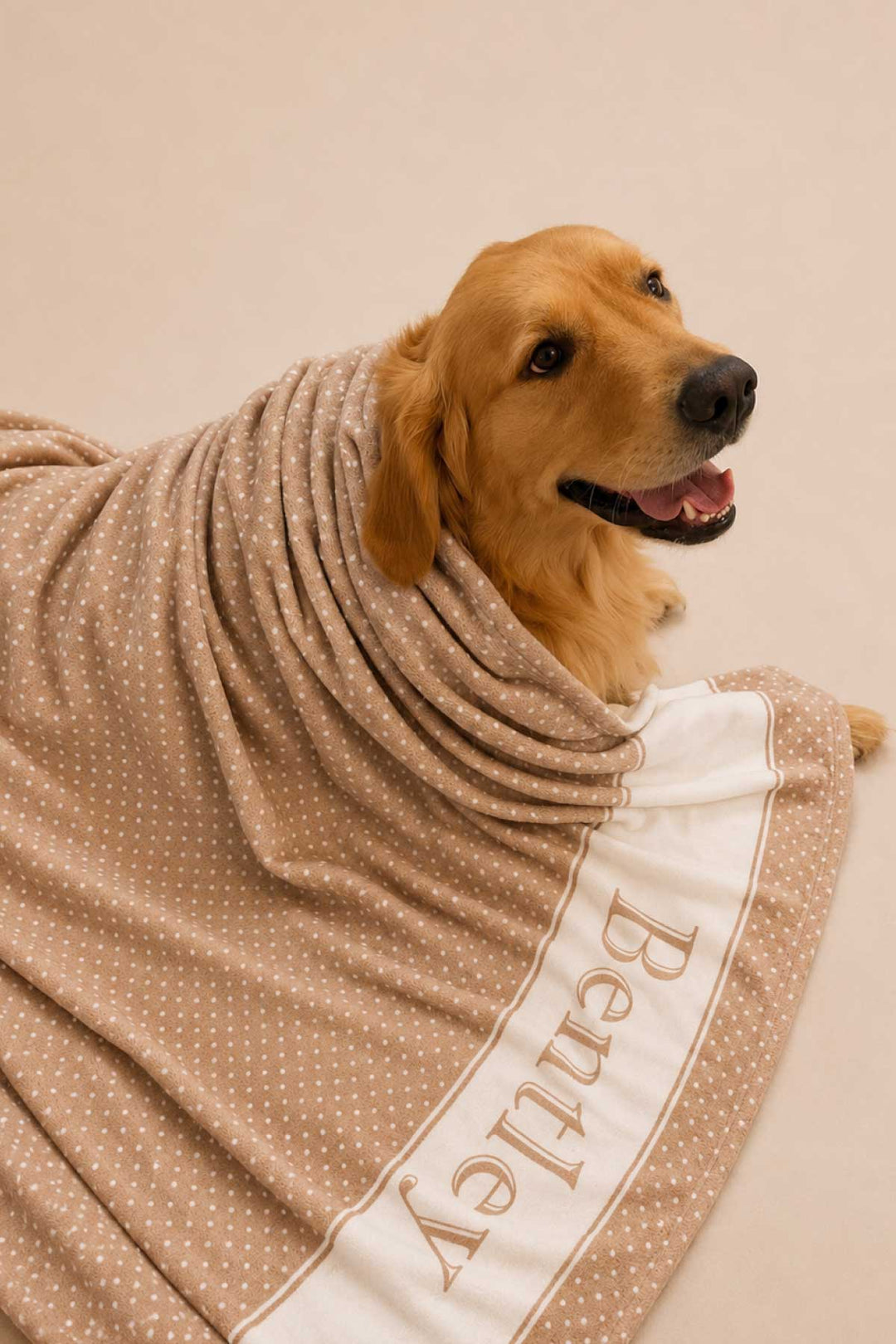 Golden retriever dog wrapped in a latte brown polka dot personalized pet blanket with white satin border and the name 'Bentley' in script