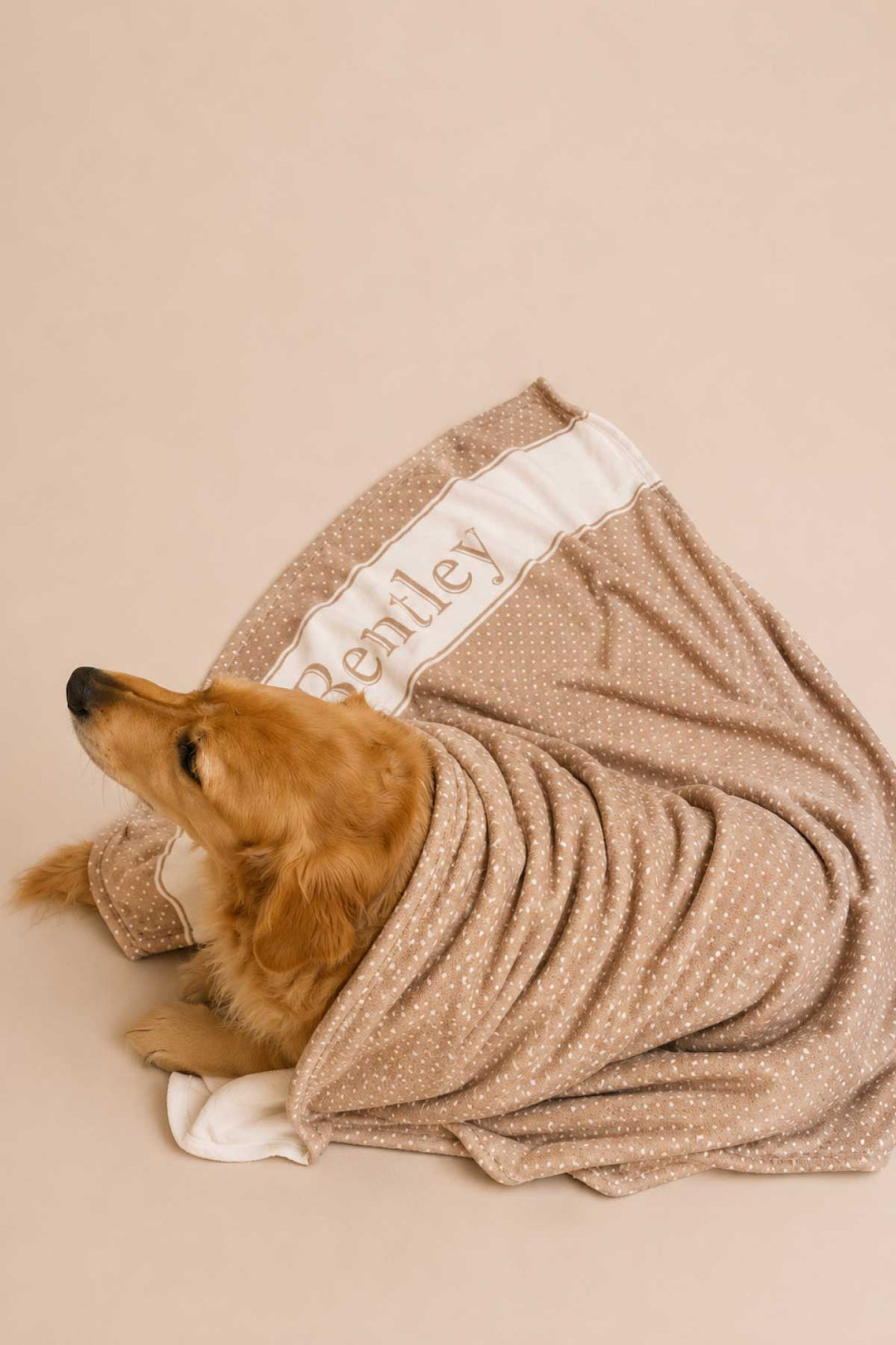 Golden retriever dog curled up and wrapped in a latte brown polka dot personalized pet blanket with the name 'Bentley' on the white satin border